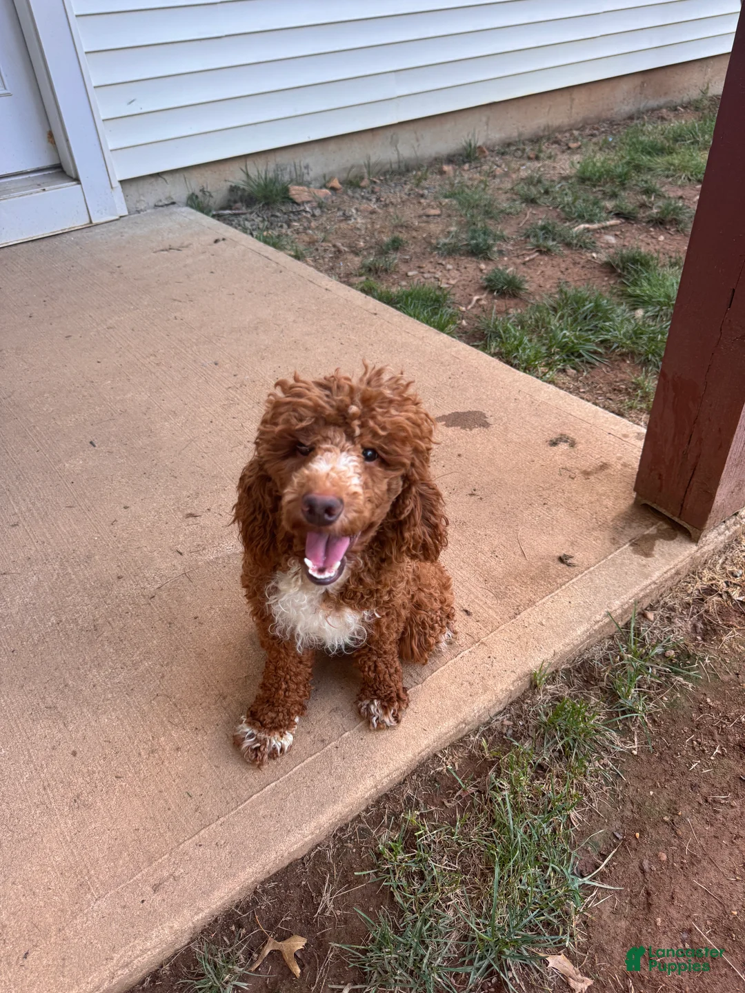 Miniature Poodle dogs for sale: Holly - Ad 3