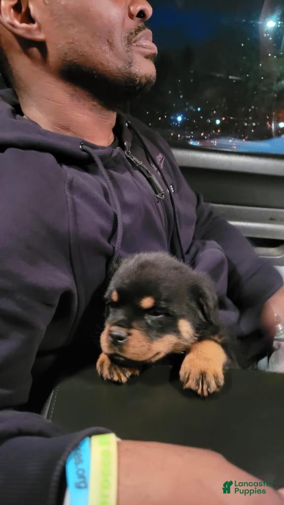 Rottweiler dogs Bruno  - Ad 1