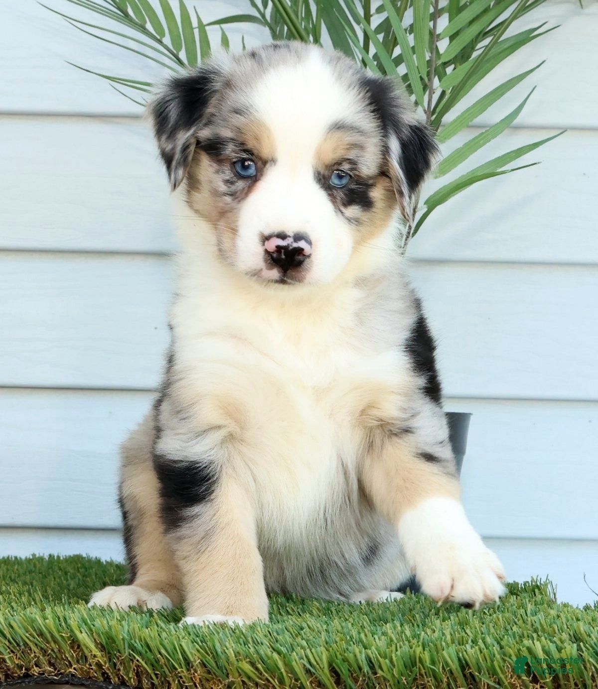 Miniature Australian Shepherd dogs for sale: Tina - Ad 2