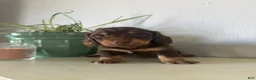 Miniature Dachshund dogs for sale: Cooper - Ad 13
