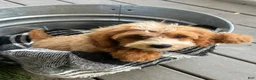 Mini Bernedoodle dogs for sale: Beaver - Ad 11