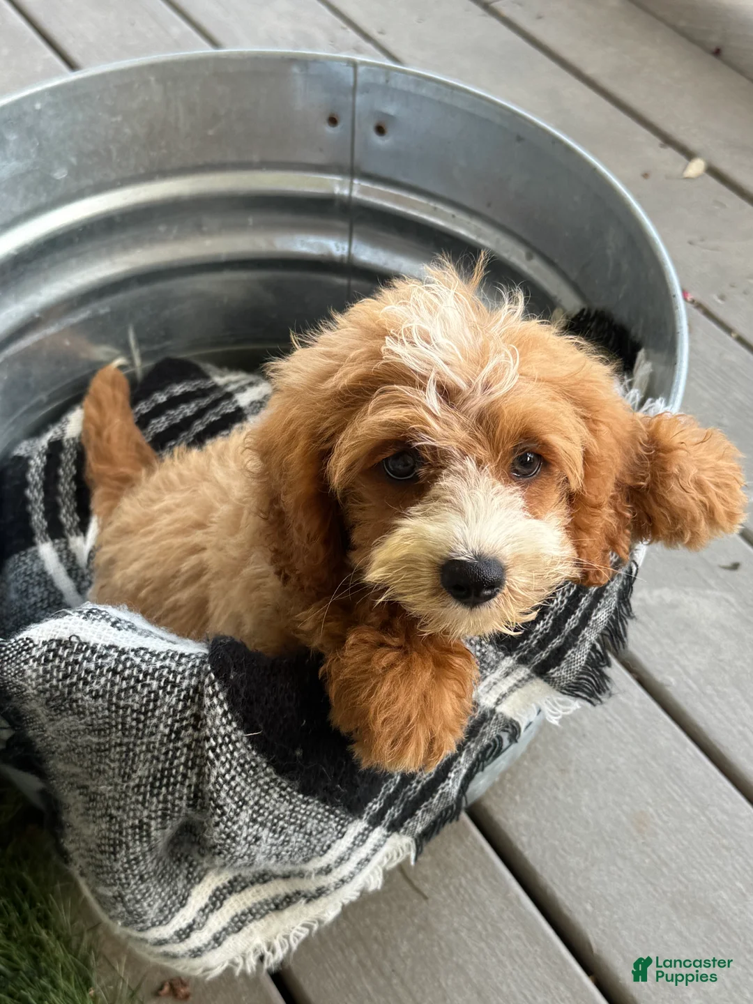 Mini Bernedoodle dogs for sale: Beaver - Ad 11