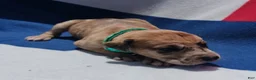 Great Dane dogs for sale: Great Dane - Turquoise Collar - Fawn Merle (Scooby Doo) - Ad 7