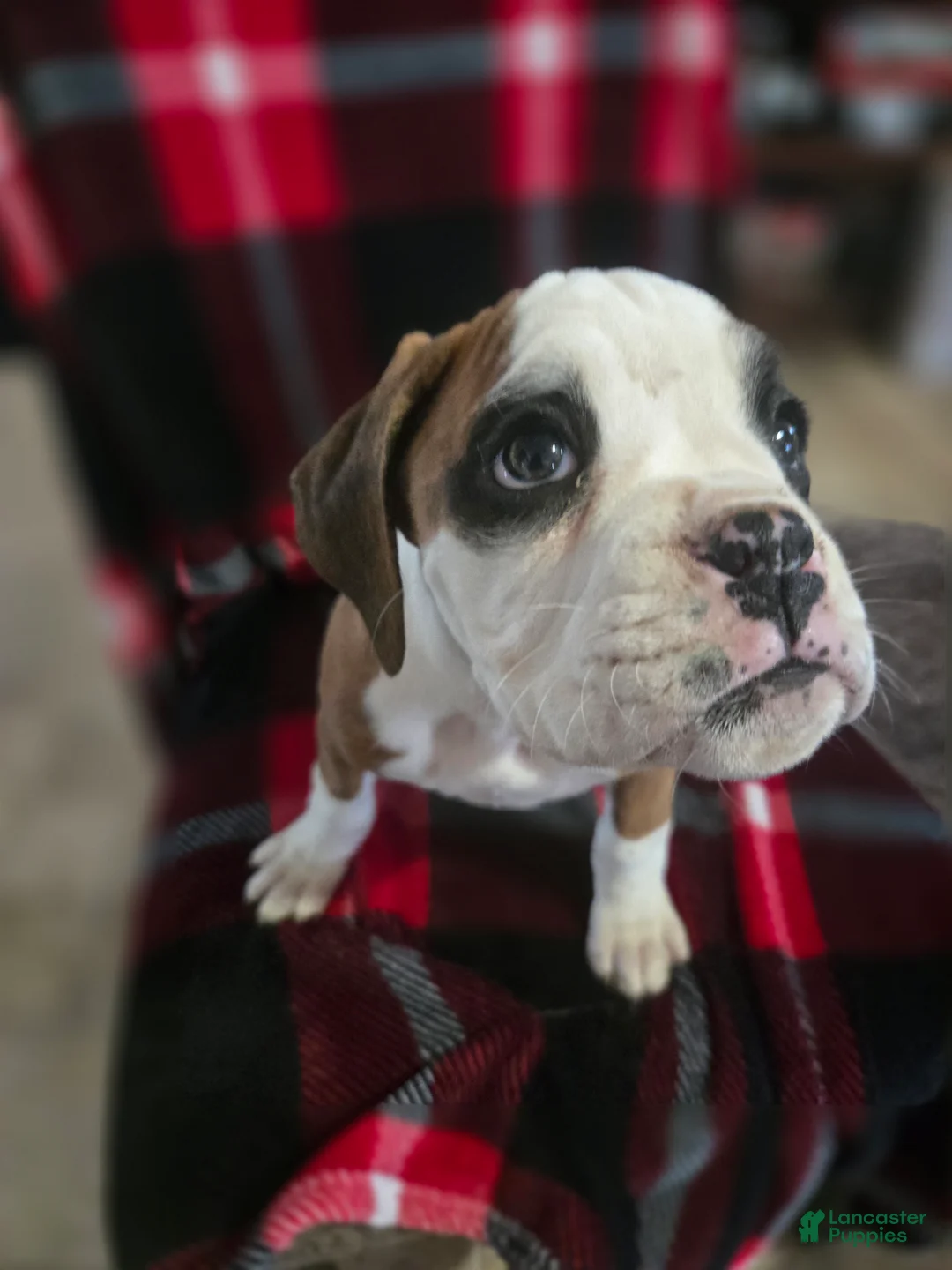 Boxer dogs for sale: Lady - Ad 8