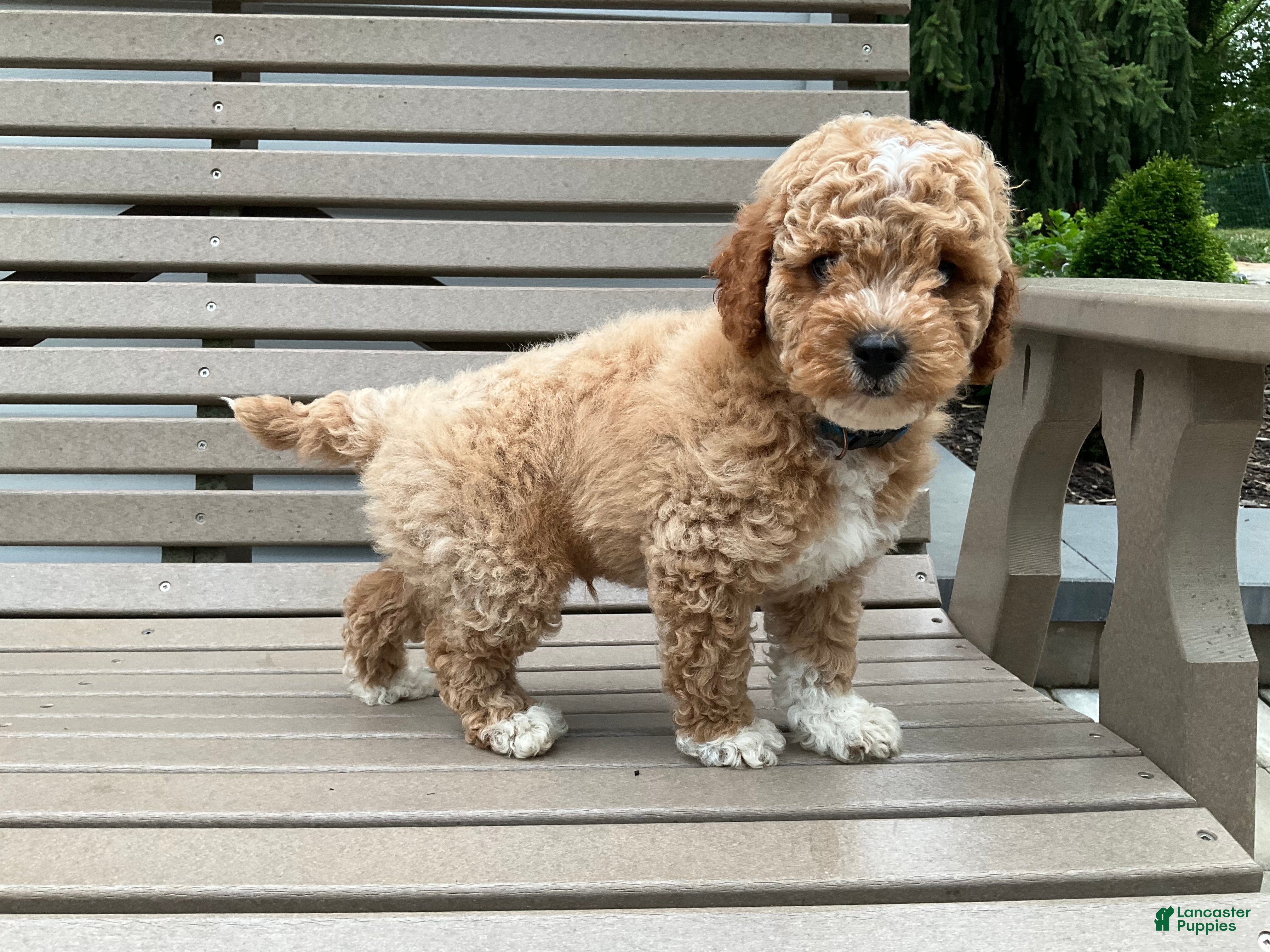 Miniature Poodle dogs Sparkles - Ad 2