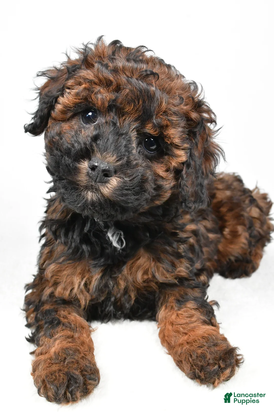Cockapoo dogs for sale: Anna - Ad 6