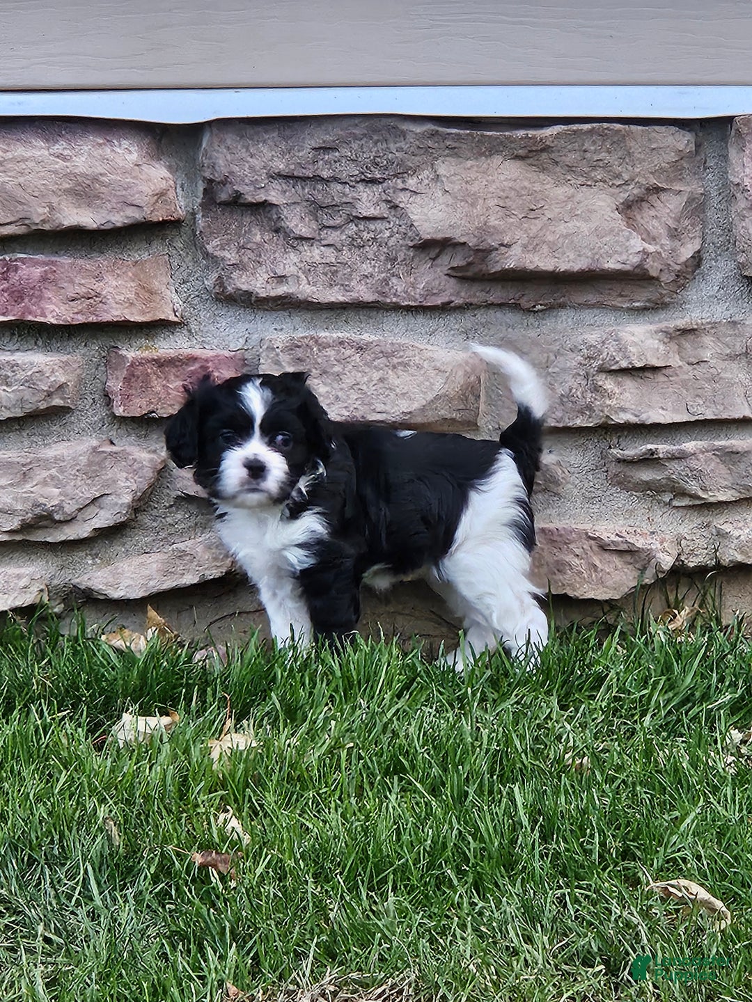 Mixed Breed dogs for sale: Cookie - Ad 2