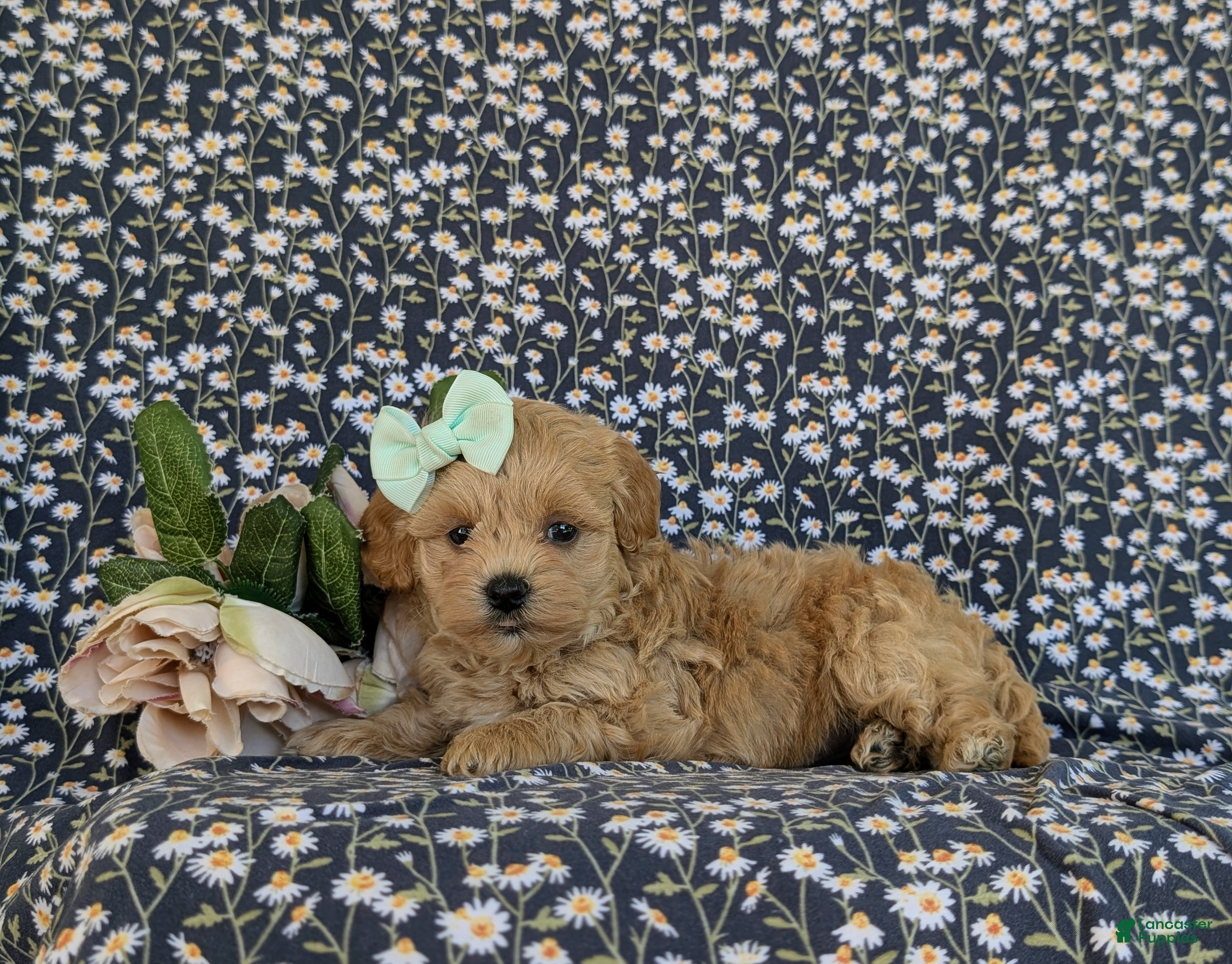 Maltipoo dogs for sale: Rayna - Ad 4