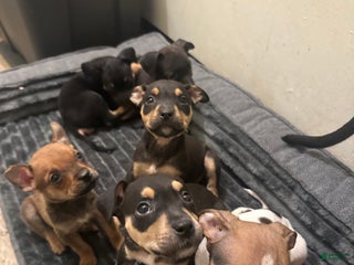 Mixed Breed dogs - Ad 37