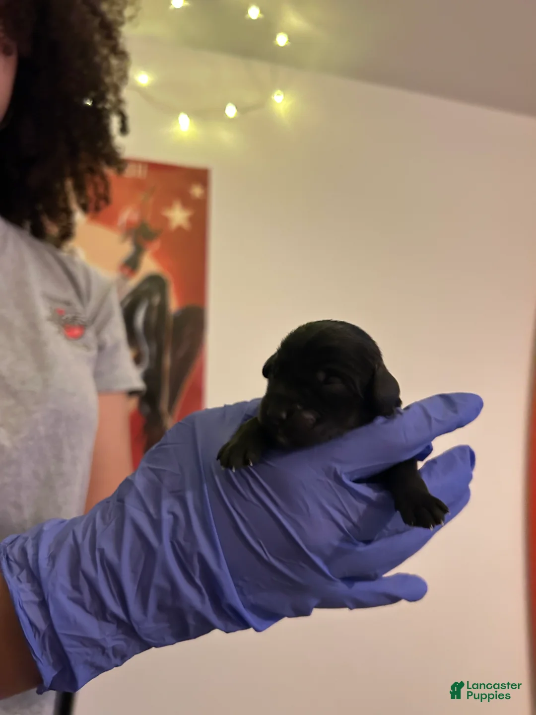 Schnoodle dogs for sale: Schnoodle Puppy 2 - Ad 1