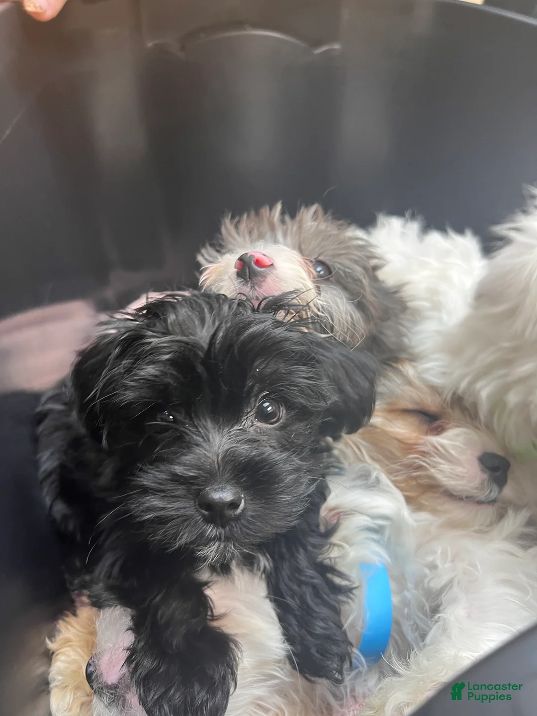 Yochon dogs for sale: Chai - Ad 2