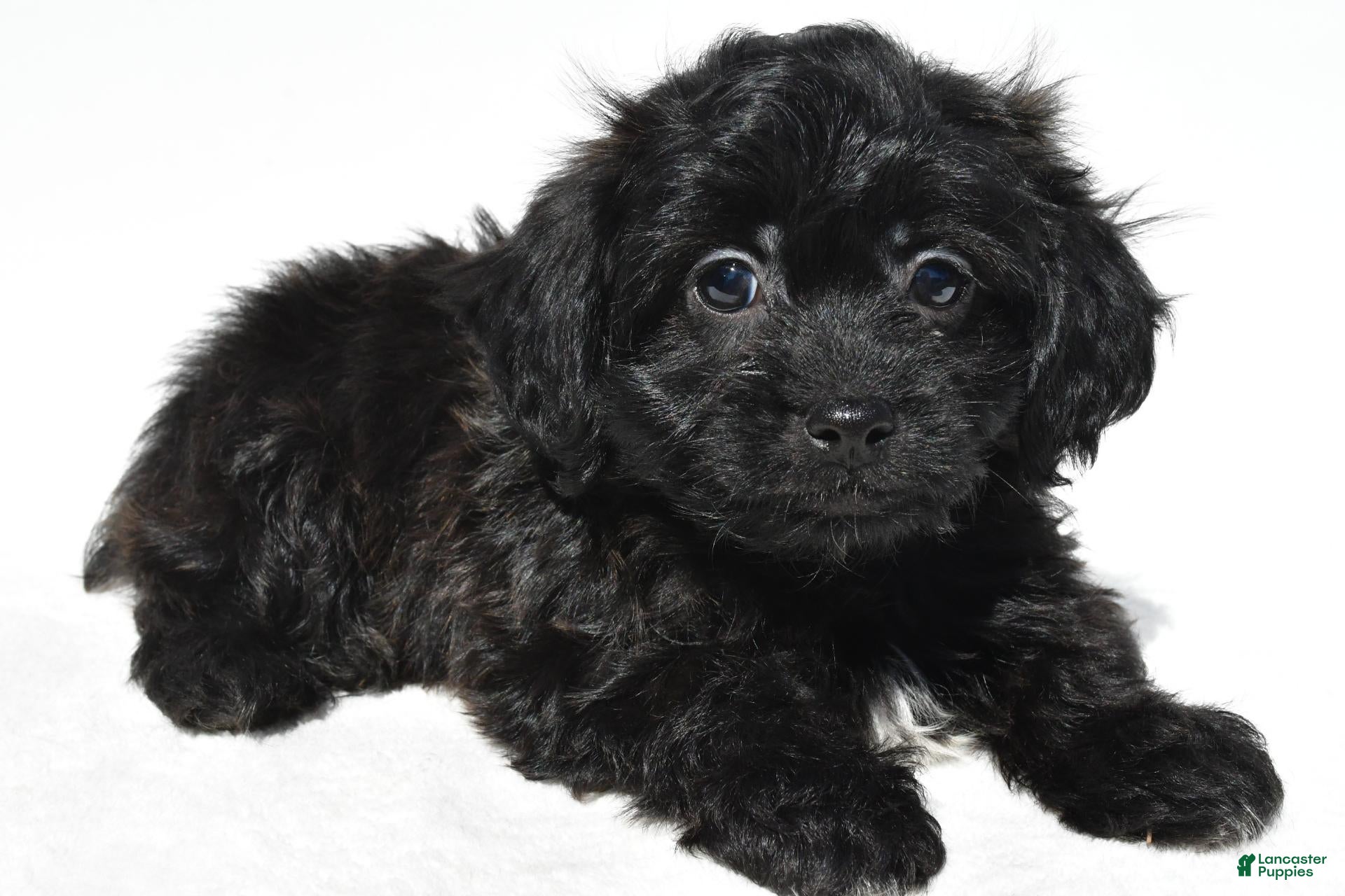 Carson (Shihpoo, Male) in Millersburg, OH