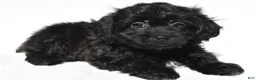 Shihpoo dogs for sale: Carson - Ad 1