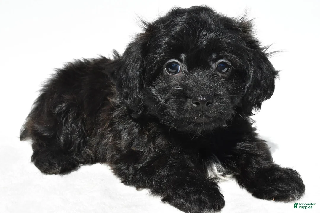 Shihpoo dogs for sale: Carson - Ad 1