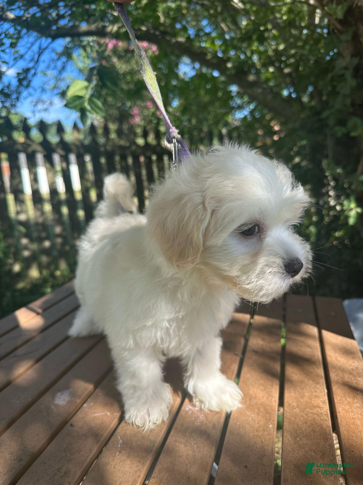 Maltese dogs Maltese 2 - Ad 2