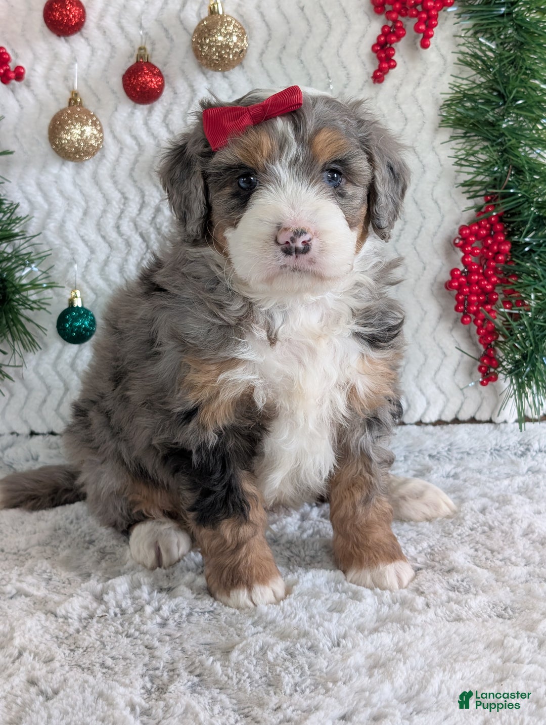 Mini Bernedoodle dogs for sale: Mini Niko  - Ad 3