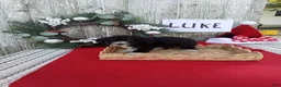 Bernedoodle dogs for sale: Bernedoodle 3 - Ad 1