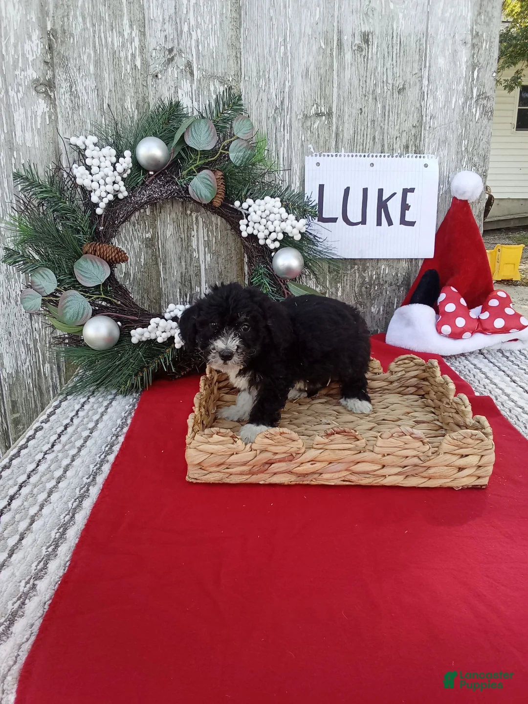 Bernedoodle dogs for sale: Bernedoodle 3 - Ad 1