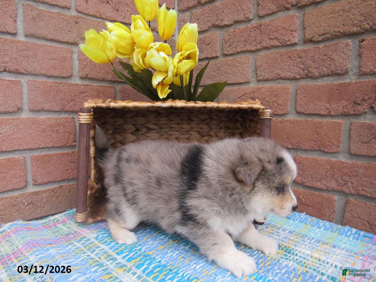 Pomsky dogs Bella   - Ad 2