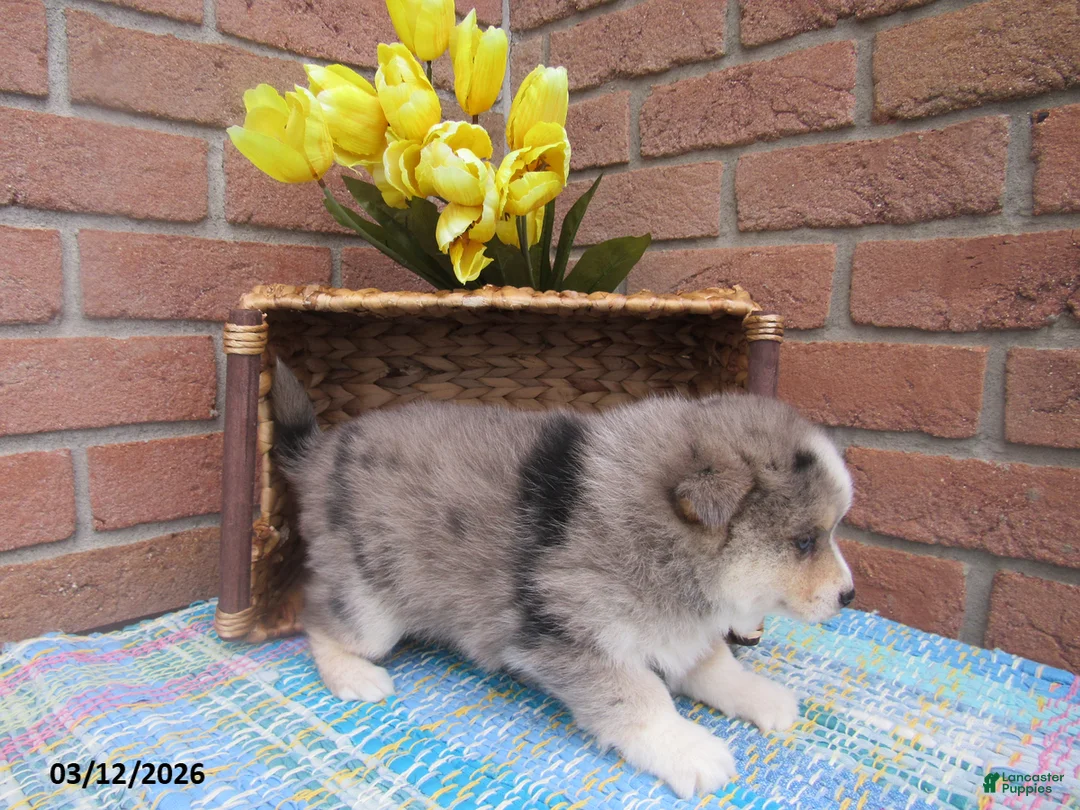 Pomsky dogs for sale: Bella   - Ad 2