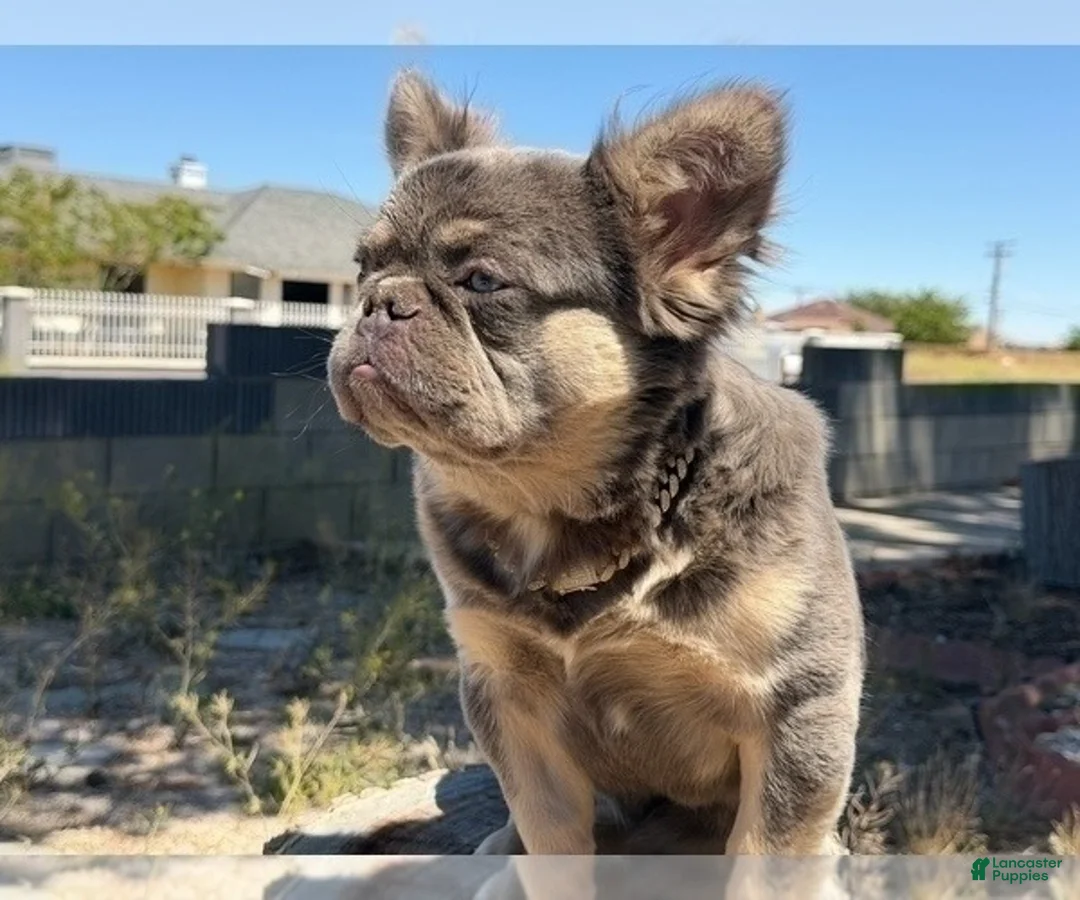 French Bulldog dogs for sale: ROCKY - LILAC TAN MINI IN CALI - USA DELIVERY OPTIONS - Ad 1