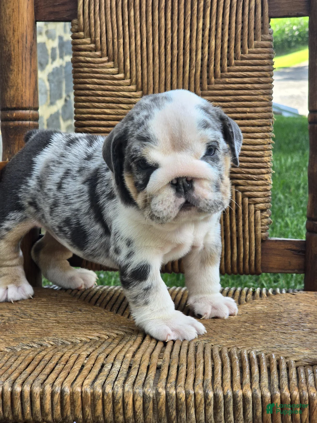 English Bulldog dogs for sale: Blizzard - Ad 8