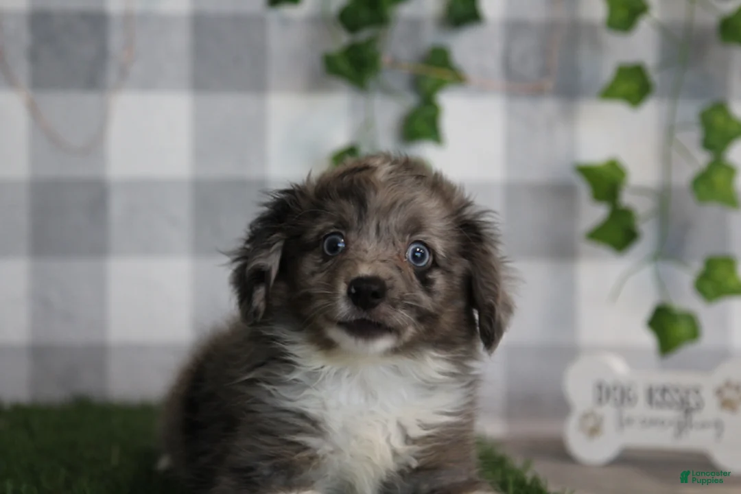 Aussiedoodle dogs for sale: Morgan - Ad 3