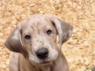 Great Dane dogs - Ad 21