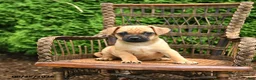Jug dogs for sale: King - Ad 3