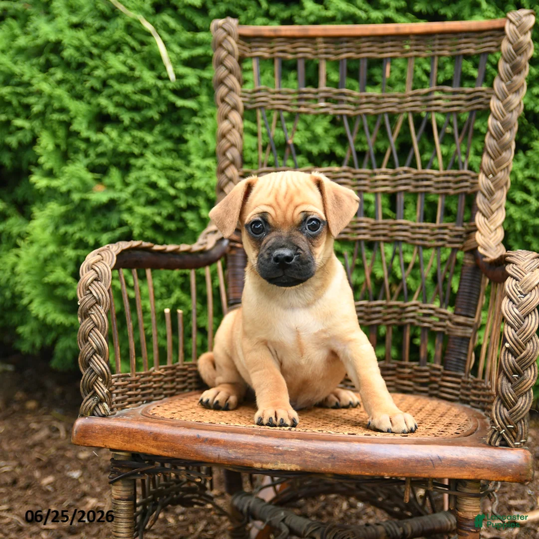 Jug dogs for sale: King - Ad 3