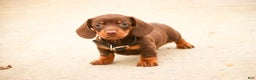 Miniature Dachshund dogs for sale: Barney - Ad 8