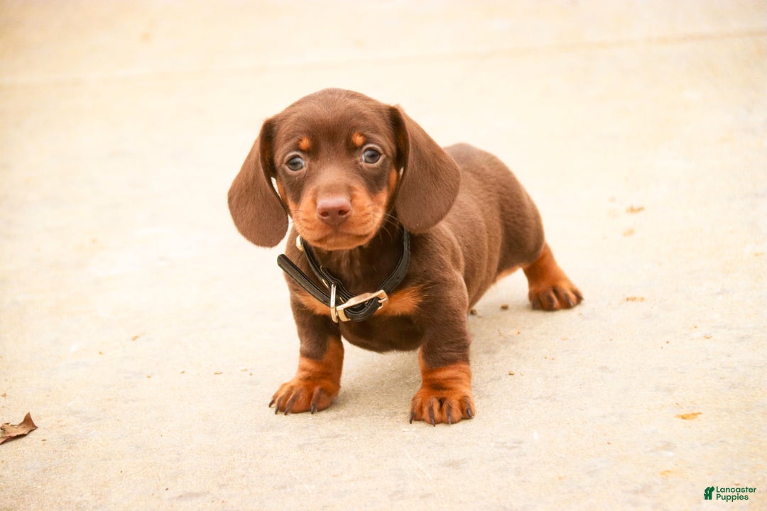 Miniature Dachshund dogs for sale: Barney - Ad 8