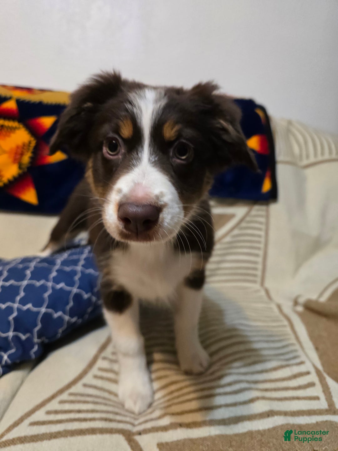 Australian Shepherd dogs for sale: Australian Shepherd Puppy 1 - Ad 4