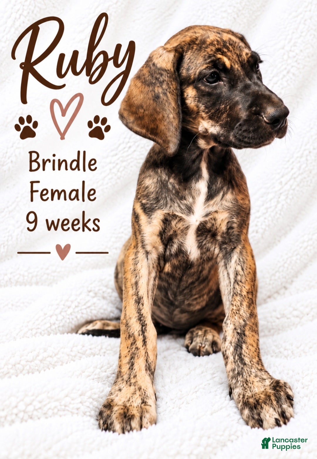 Great Dane dogs Ruby - Ad 17