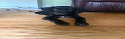 Mixed Breed dogs for sale: Mixed Breed 1 - Ad 3