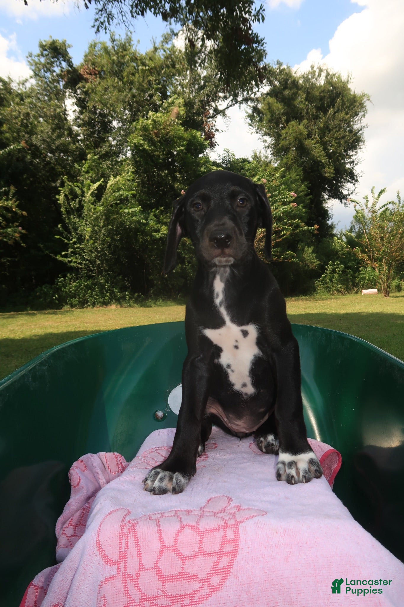 Mixed Breed dogs Emerald - Ad 1