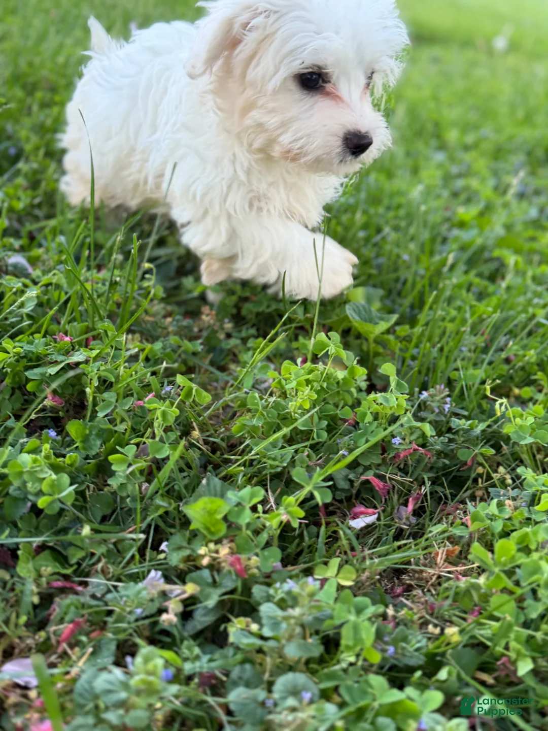 Maltipoo dogs for sale: Maltipoo Puppy 2 - Ad 2