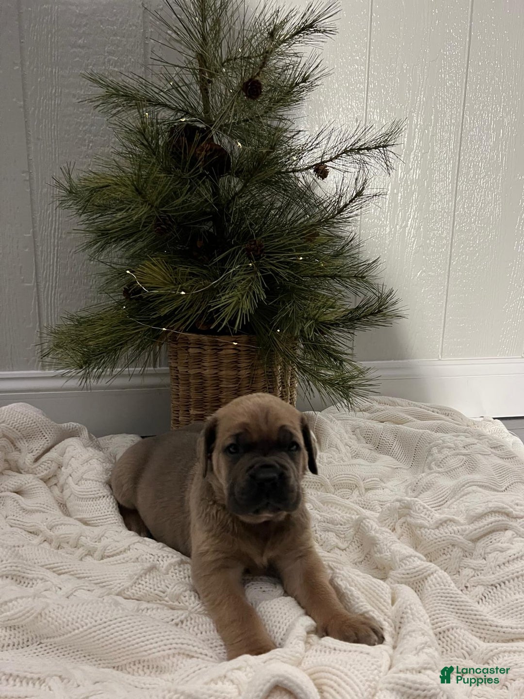 Cane Corso dogs for sale: Bruce - Ad 1