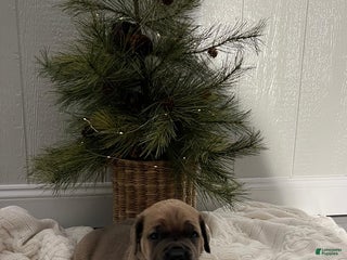 Cane Corso dogs Bruce - Ad 31