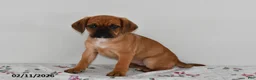 Puggle dogs for sale: Cami - Ad 1