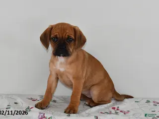Puggle dogs Cami - Ad 16