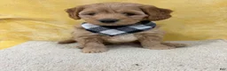 Mini Goldendoodle dogs for sale: Ginger - Ad 1