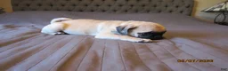 Pug dogs for sale: Pug Puppy 1 - Ad 10