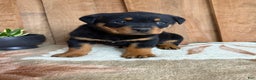 Rottweiler dogs for sale: Leo - Ad 14