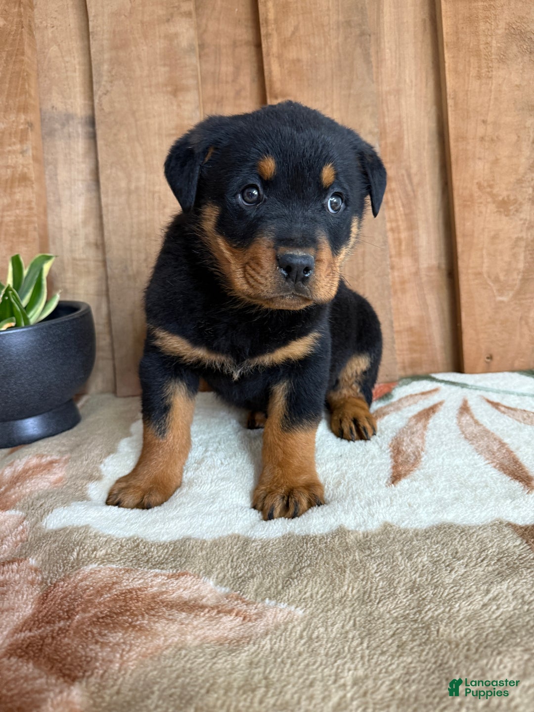 Rottweiler dogs for sale: Leo - Ad 14