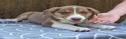 Australian Shepherd dogs for sale: Australian Shepherd 2 - Ad 4