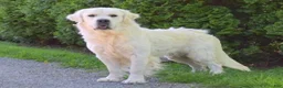 Golden Retriever dogs for sale: Farhan - Ad 3