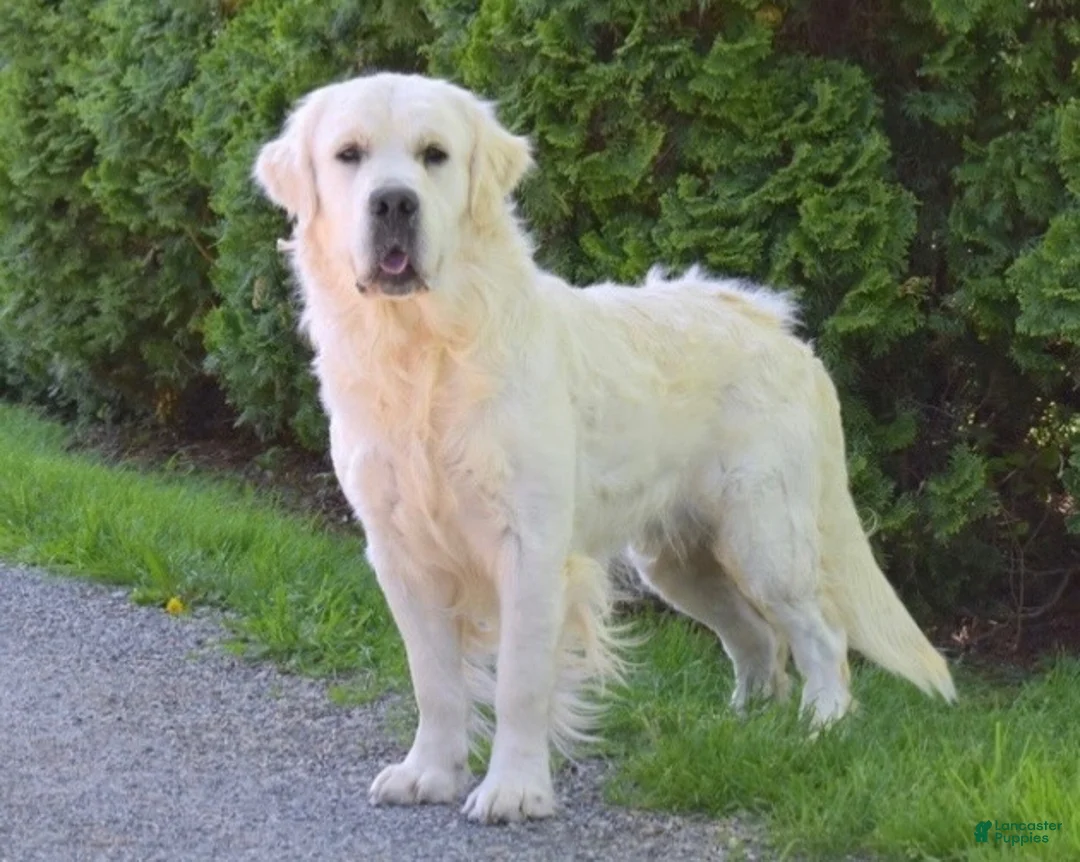 Golden Retriever dogs for sale: Farhan - Ad 3