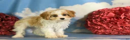 Cavapoo dogs for sale: Chili  - Ad 6
