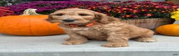 Irish Doodle dogs for sale: Jackson - Ad 4